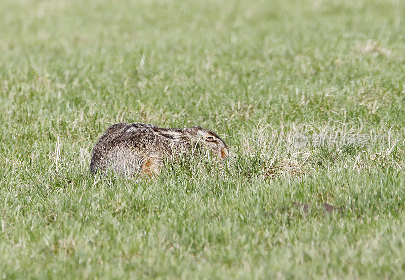 棕色野兔(Lapus capensis)的庇护